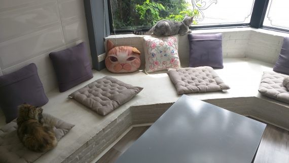 Chiang Mai Cat Cafe