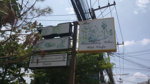 Chiang Mai Cat Cafe