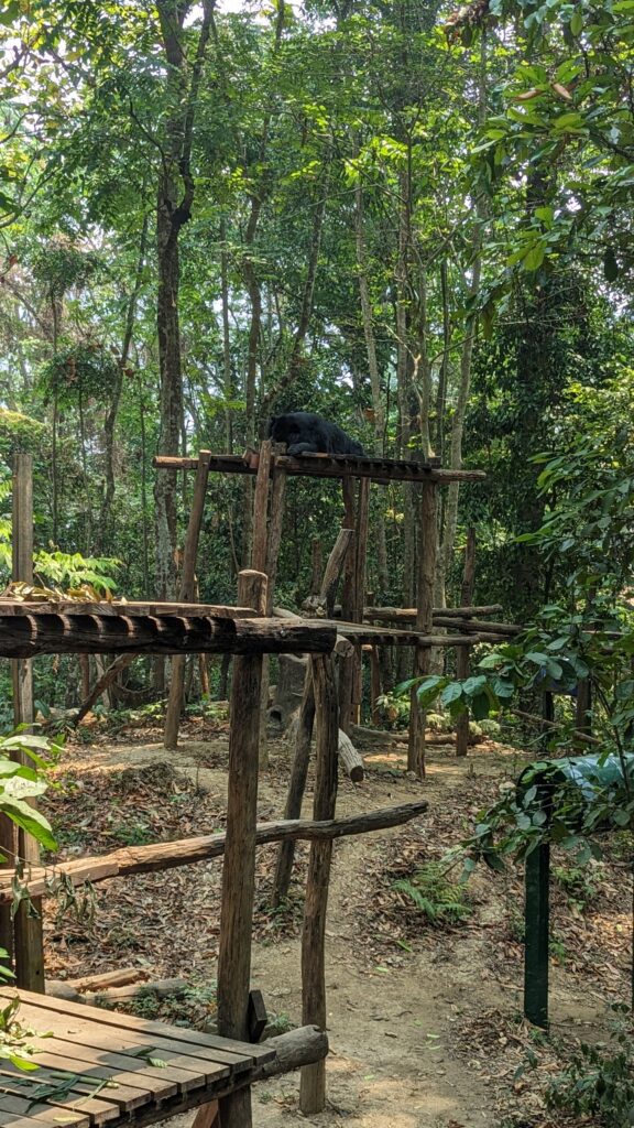 Sun Bear sleeping on top tier of bamboo platform